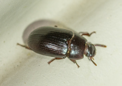 Alphitobius diaperinus