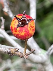 Crataegus mollis