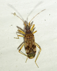 Ozophora picturata