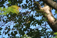Vireo flavifrons