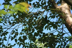 Vireo flavifrons