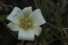 Calochortus exilis