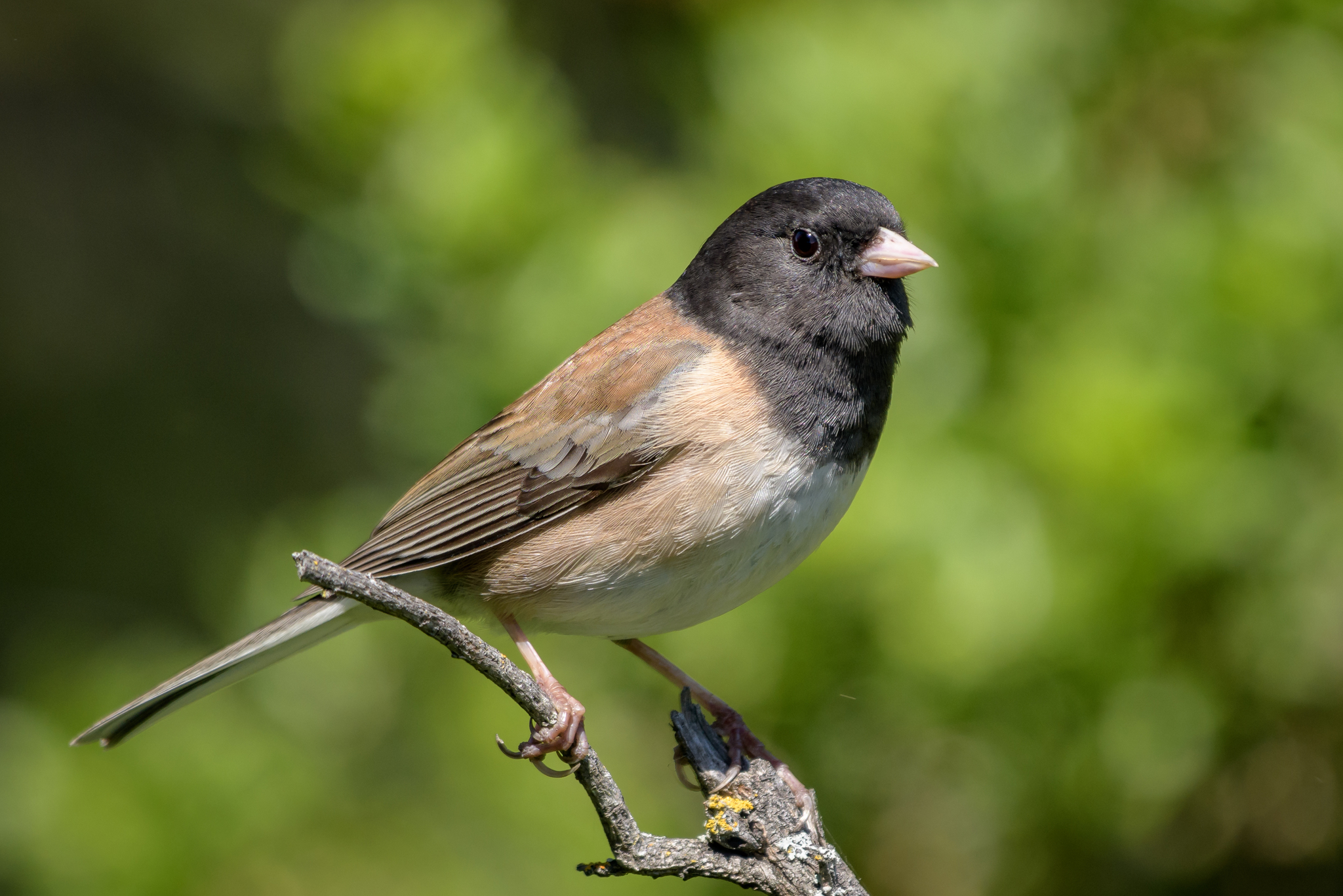 Junco