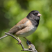 Dark-eyed Junco - Photo (c) Becky Matsubara, some rights reserved (CC BY)