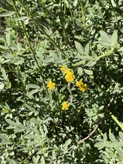 Eriophyllum confertiflorum