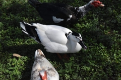 Anas platyrhynchos × Cairina moschata
