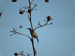 Campylorhynchus yucatanicus