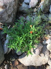 Erythranthe cinnabarina