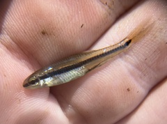 Notropis bifrenatus