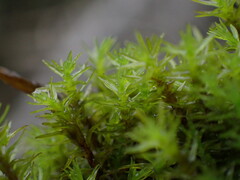 Dichodontium pellucidum