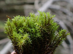 Dichodontium pellucidum