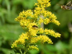 Sparnopolius confusus