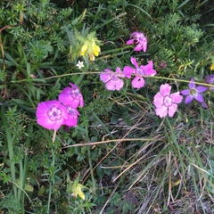Dianthus alpinus