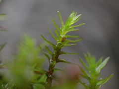 Dichodontium pellucidum