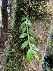 Epidendrum megalospathum