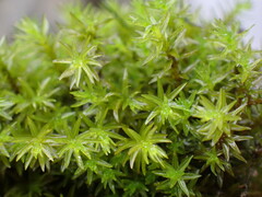 Dichodontium pellucidum