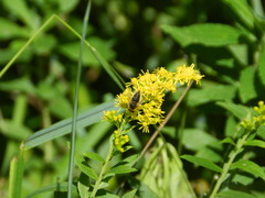 Sparnopolius confusus