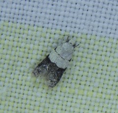 Tracholena sulfurosa