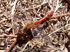 Sympetrum vulgatum