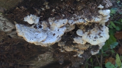 Gloeoporus dichrous