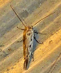 Scythrididae