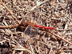 Sympetrum vulgatum