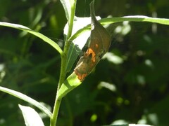 Pisaurina mira
