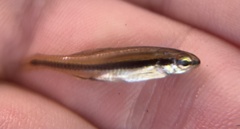 Notropis bifrenatus