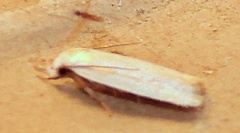 Antaeotricha albulella