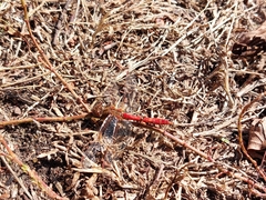 Sympetrum vulgatum