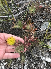Leucospermum gracile