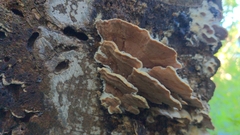 Gloeoporus dichrous