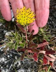 Leucospermum gracile