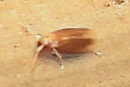 Nepticulidae