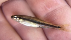 Notropis bifrenatus