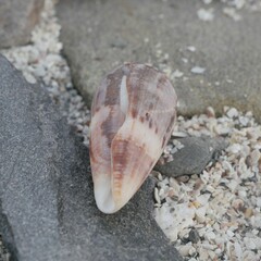 Conus anemone