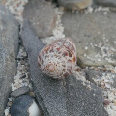 Conus anemone