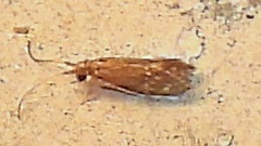 Hydroptilidae