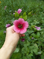 Malope