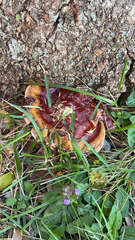 Ganoderma sessile