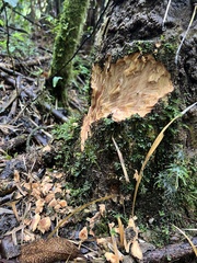 Mammalia