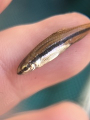Notropis bifrenatus