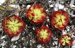 Drosera xerophila