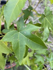 Liquidambar