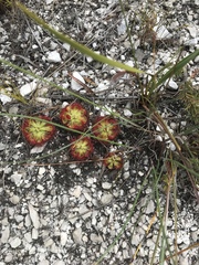 Drosera xerophila