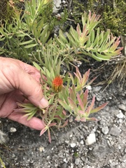 Leucospermum gracile