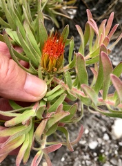 Leucospermum gracile
