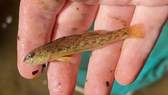 Etheostoma olmstedi