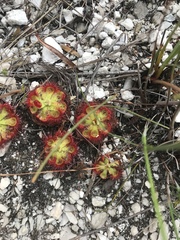 Drosera xerophila