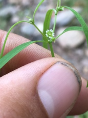 Euphorbia bilobata